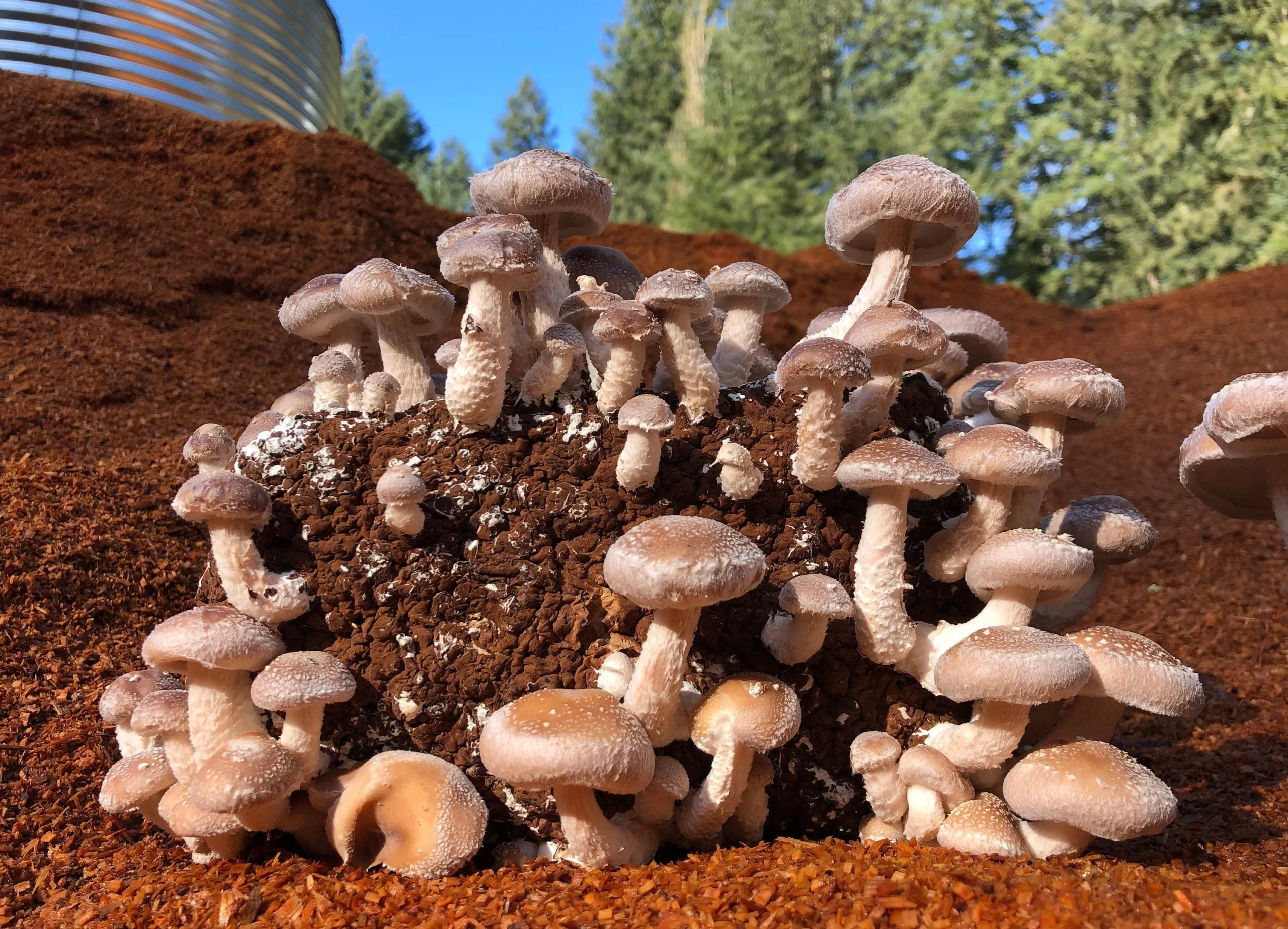 Grzyby Shiitake są jednymi z najczęściej uprawianych grzybów na świecie. Ich właściwości odżywcze i lecznicze są przedmiotem zainteresowania specjalistów w zakresie żywienia oraz innych naukowców poszukujących naturalnych związków wspierających leczenie powszechnie występujących chorób i dolegliwości. Grzyby Shiitake są szczególnie cenione ze względu na właściwości immunomodulujące, wspierające prawidłowy metabolizm, regulujące poziom cukru we krwi czy przeciwbakteryjne.