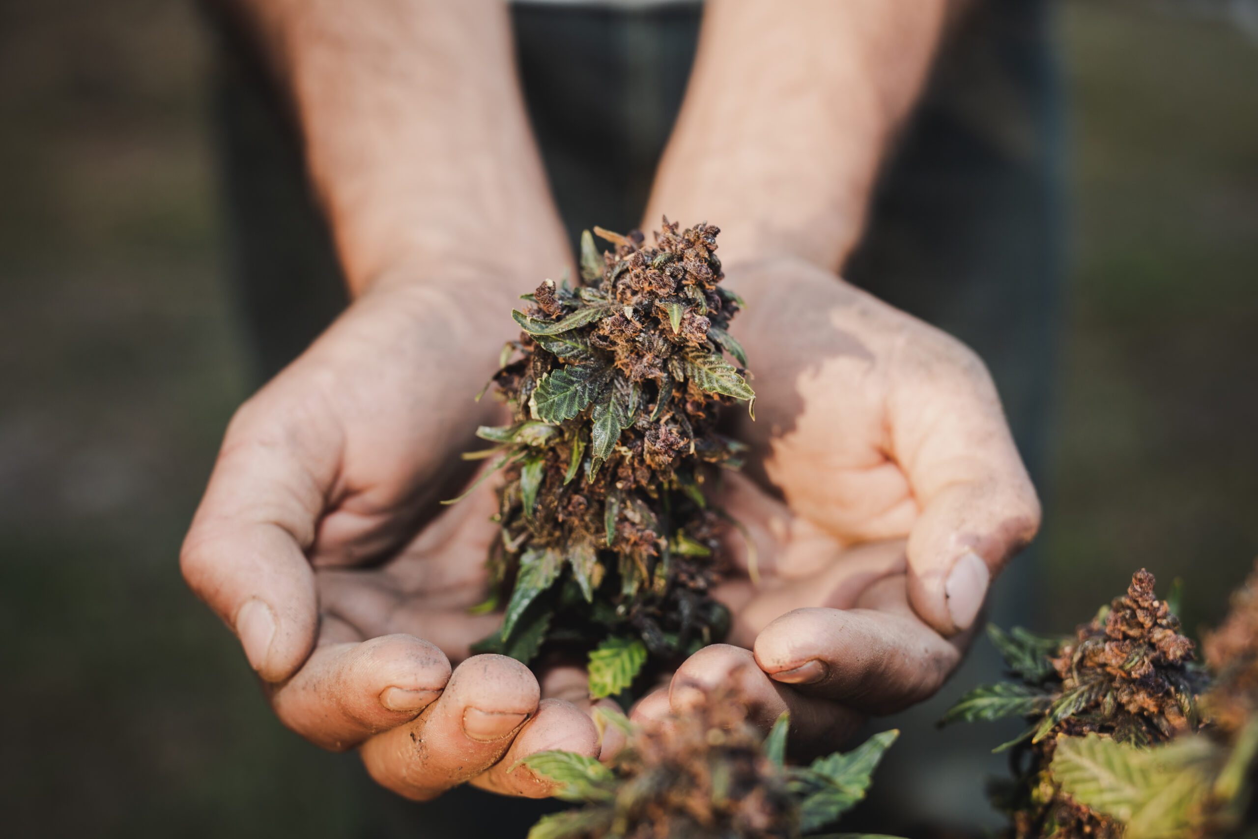Legalization of marijuana in Germany. What is the current legal situation? - Cannabinoids